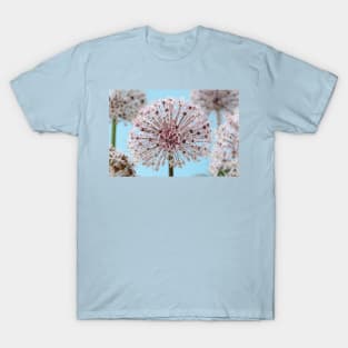 Allium karataviense   AGM  Kara Tau garlic T-Shirt